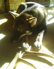 四国犬 Shikoku Ken, dutch shikoku breeder