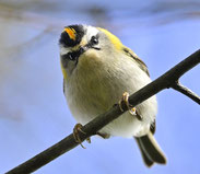 Sommergoldhähnchen, Foto: G. Schön