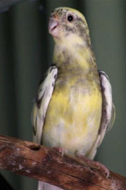 rezessiv Gescheckt   Psephotus haematonotus (Singsittich) 