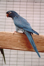 Blau   Aratinga acudicaudata  (Blaukopfsittich) 