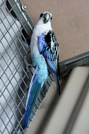 Blau   Platycercus eximis (Prachtrosellasittich) 