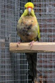 rezessiv Gescheckt   Purpureicephalus spurius (Rotkappensittich) 