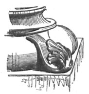 Eckblatt.