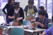 多肉植物の寄せ植え。