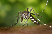 Asian tiger mosquito - photo via the CDC