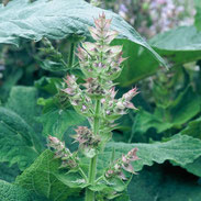 Salvia sclarea クラリセージ