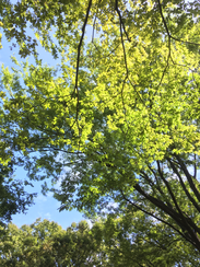 上野公園。見上げるときれいな緑…