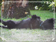 Promenade chien 30mn ou 1h - Scottish Terrier détendu sur le dos au jardin
