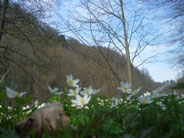 Blick zum Uhu im Elstertal