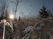 rauhreif Landschaft am schattigen Wegesrand zur Neujahrswanderung ( Foto: J.Bartsch )