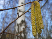 Frühlingserwachen an den Elsterhängen im Steinicht