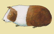 "Meerschweinchen", Flash-Card, Westermann