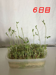 豆苗栽培　6日目
