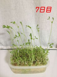 豆苗栽培　7日目