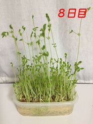 豆苗栽培　8日目