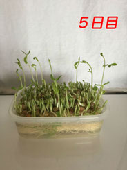 豆苗栽培　5日目