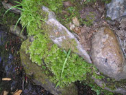 Charco Malo