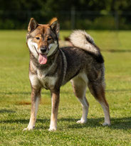 #Shikoku 四国犬 Ken #Shikoku #breeding