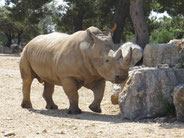 rhinoceros blanc