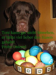 Toni wünscht frohe Ostern indem er hinter einem Korb voller bunter Ostereier liegt.