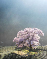 牛代の水目桜,mori_kekeさん,桜フォトコンテスト,2020,橋本屋