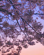 ゆうぐれさくら。,amyko_oさん,桜フォトコンテスト,2020,常盤堂 雷おこし本舗賞