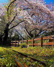 春の線路,twittaitiさん,桜フォトコンテスト,2020,常盤堂 雷おこし本舗賞