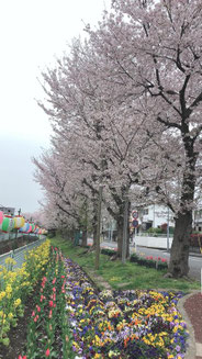 自粛でも希望,saiさん,桜フォトコンテスト,2020,浅草粋や賞