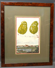 J.C. Volkamer "Cedro Ditela Multiforme" colorierter Kupferstich Bl. 116 32 x 21, € 250,00