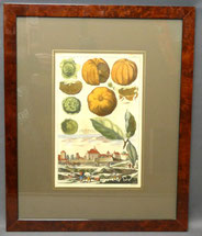 J.C. Volkamer "Eusserlicher Prospect" colorierter Kupferstich Bl.103 32,5x20,5,€ 250,00