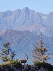 Le bouquetin et le mont Valier.