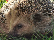 Igel