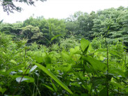 草茂る里山