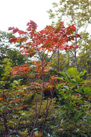 ヤマウルシの紅葉