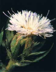 El cardo santo, Parque Natural en Denia, Alicante.Carduncellus dianius y Centaurea rouyi: Dos especies raras que se encuentran en las zonas de menor pendiente y que son parte del tesoro botánico de Dénia y su comarca.