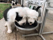 allevamenti-allevatori-cucciolate-bobtail-old-english-sheepdog-italia-ENCI-FCI