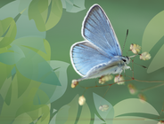Schmetterlinge / Lepidoptera