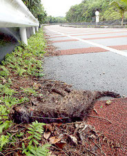 初の野生復帰個体のイリオモテヤマネコが交通事故死した=24日(環境省西表自然保護官事務所提供)