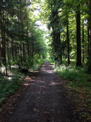 ... garantiert dabei: die schönsten Wald- und Wiesenwege ...