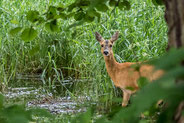 Reh - Foto: NABU/Marc Scharping