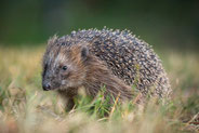 Igel - Foto: Marc Scharping