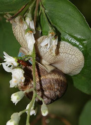 Die Weinbergschnecke. Foto: Jannis Petersen