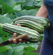 Légumes servis en table d'hôtes à Levergies