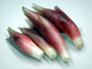 茗荷ミョウガ　食べると物忘れがひどくなると俗言がある