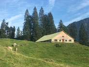 Blumenwiese, Yoga und Wandern in Österreich - Yogaretreat über Ostern im Bregenzerwald