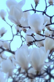 満開の白木蓮の花。