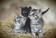 Tierbetreuung vor-Ort, Katzenbetreuung, Katzensitter - Catsitting Raum Hamm