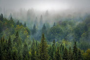 Les massifs forestiers au Québec.