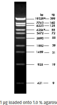DNA ladder Phage lambda StyI
