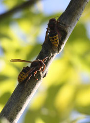 Hornissen beim "Rindeln"  Foto: S.Holmgeirsson